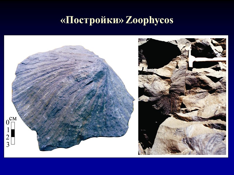 «Постройки» Zoophycos